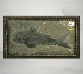 贵州鱼化石
