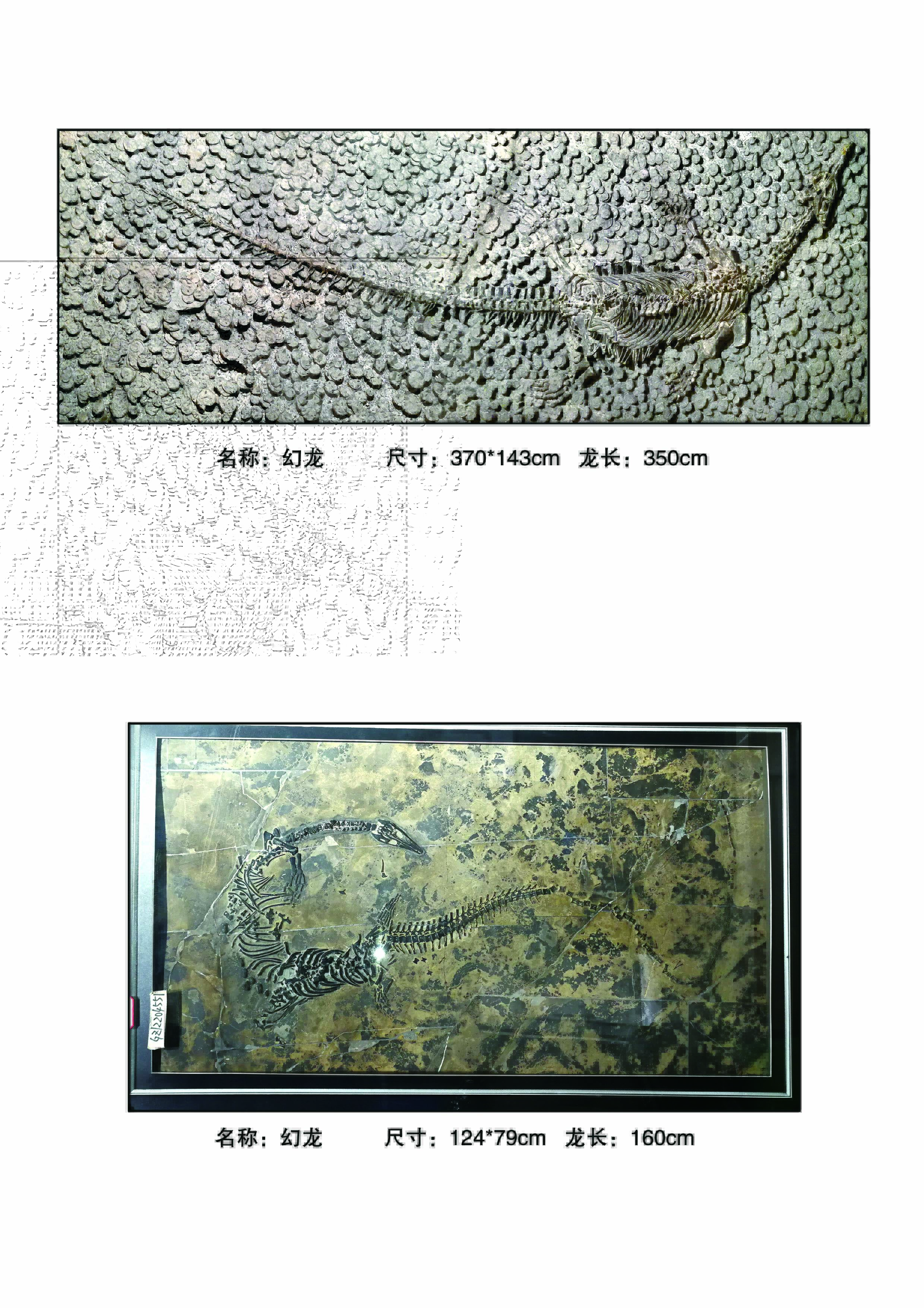 贵州古生物化石
