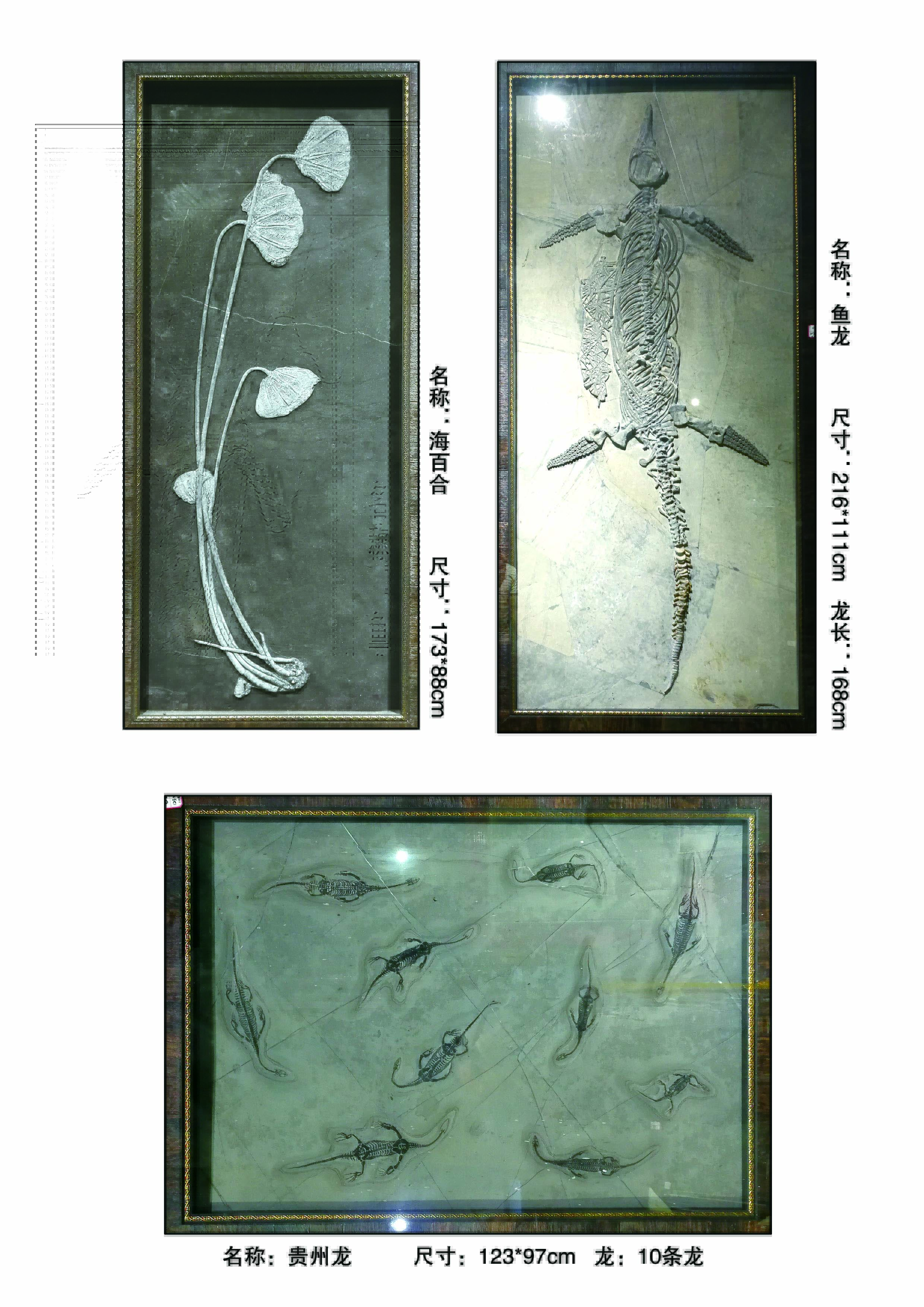 贵州古生物化石