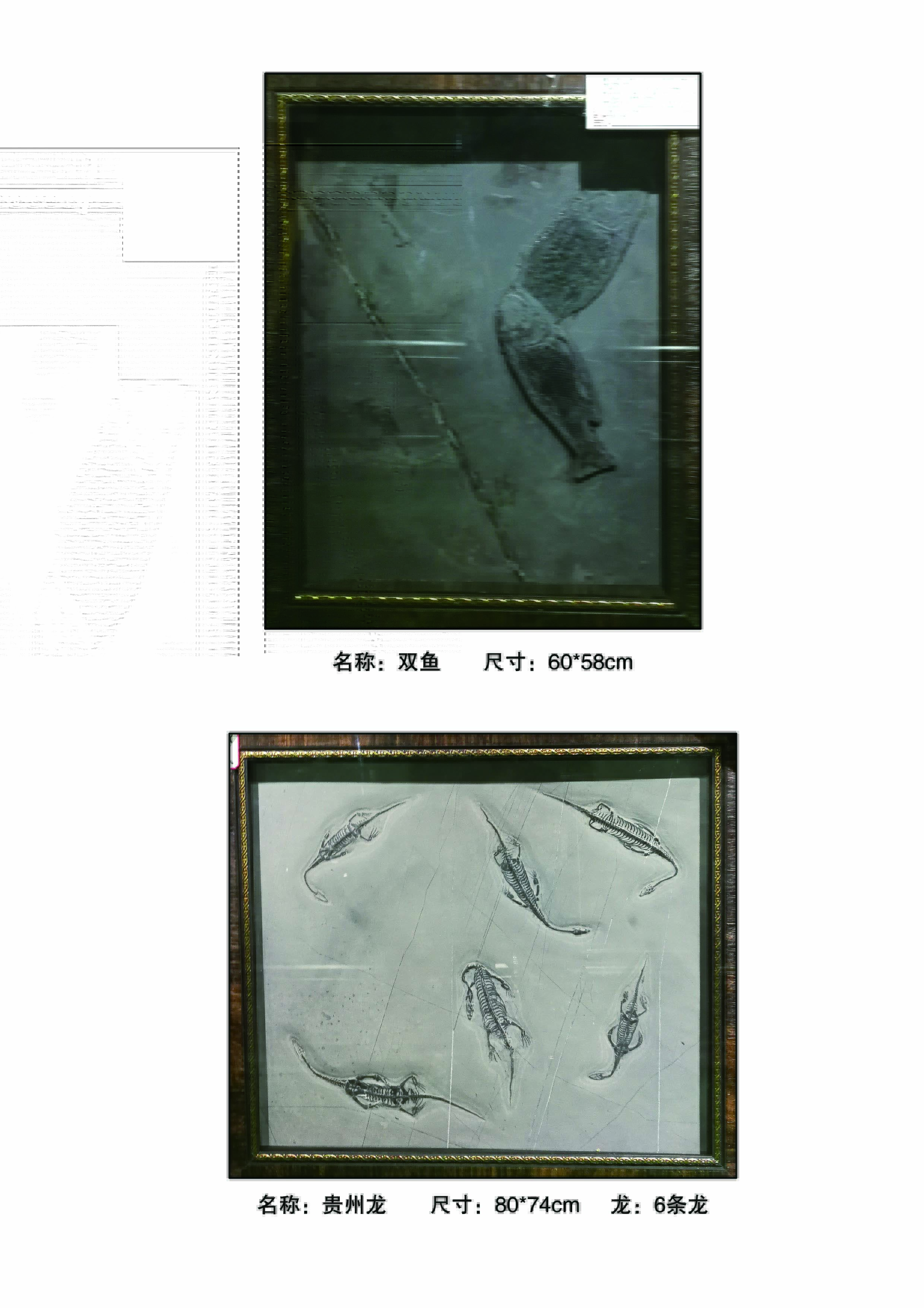 贵州古生物化石