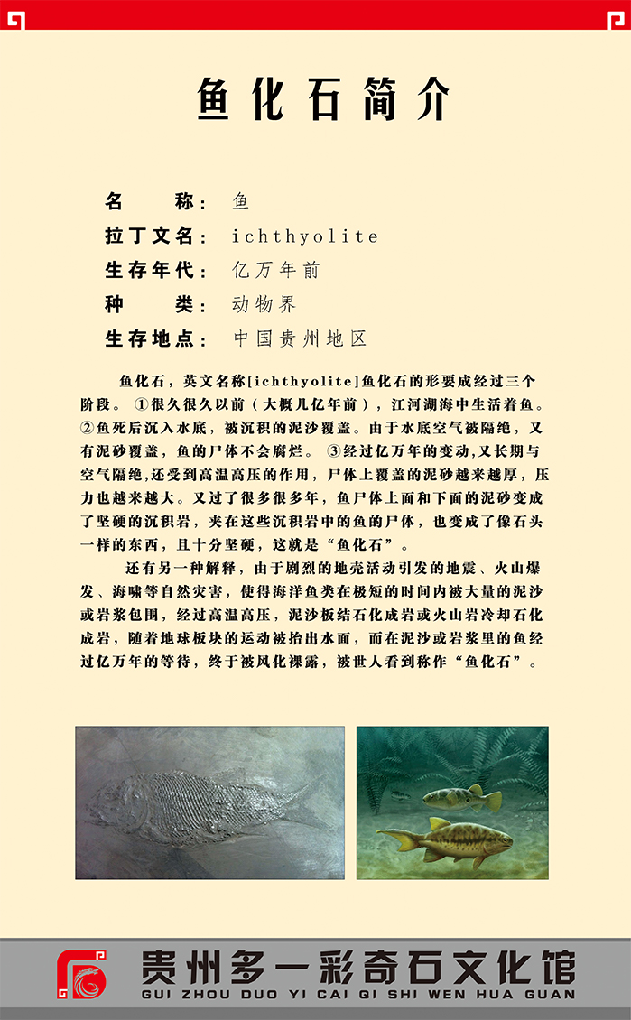 贵州古生物化石
