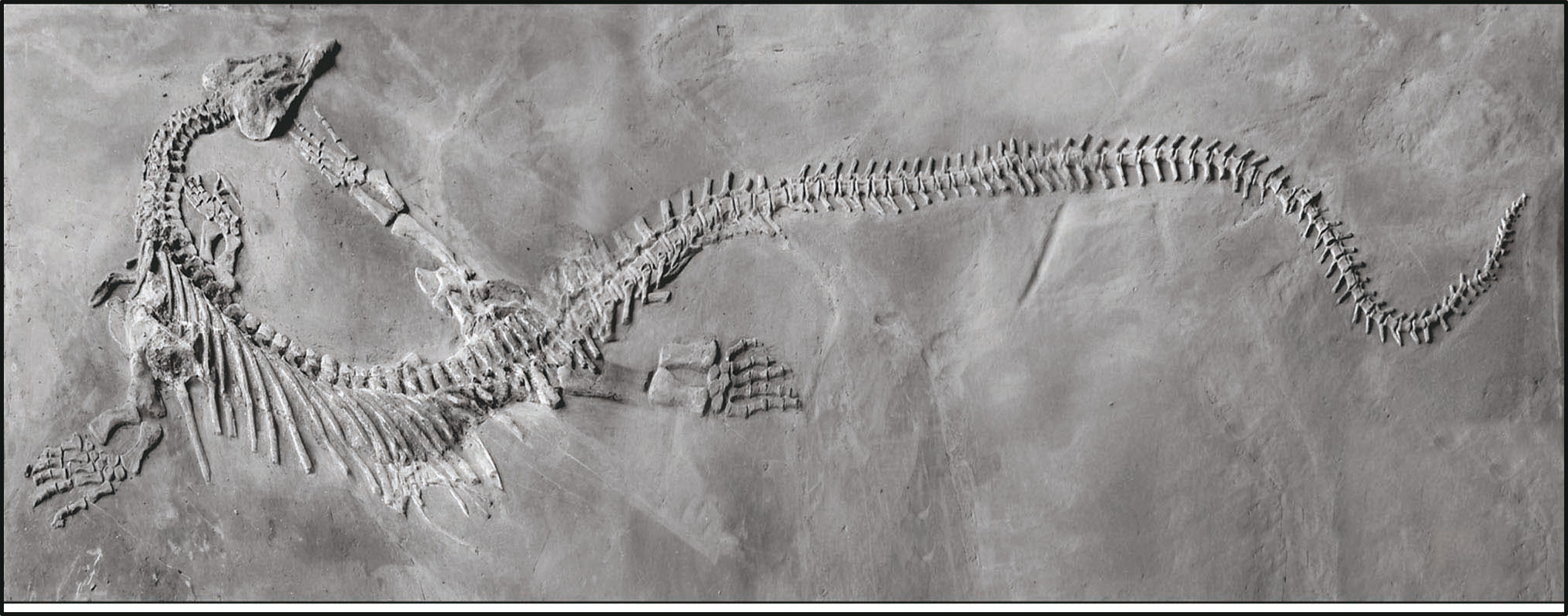 贵州古生物化石